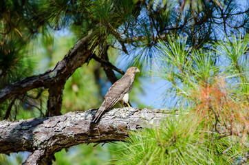 Coopers Hawk