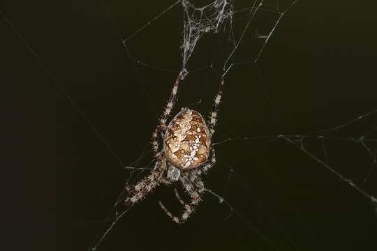 a large spider on a web in the forest in summer