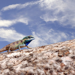 Chameleon on the trunk timber and blue sky background.