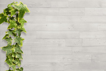 white wood green ivy