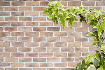 brown brick green ivy