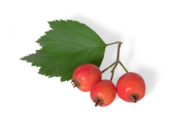 Twig of Hawthorn berries isolated on white background