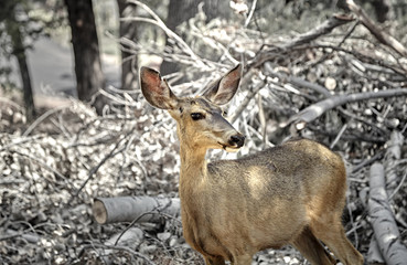 Mule Deer in the Forest