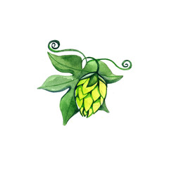 hops with leaves isolated on a white background