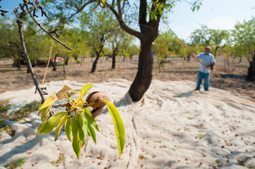 Closeup view of some almonds on a tree during harvest time in Noto, Sicily