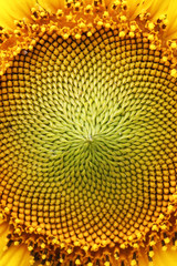 Fototapeta premium The middle of Sunflower