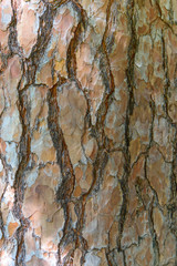 Bark ,Wooden texture