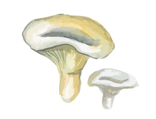 Watercolor mushrooms. Healthy food for autumn nature concept. Delicious edible mushrooms.