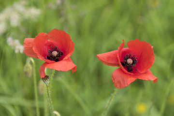 Poppy flowers.