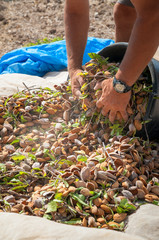 Fototapeta premium Pickers at work while fulling pails with just picked almonds, Noto, Sicily