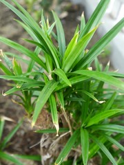 Obraz premium Pandan