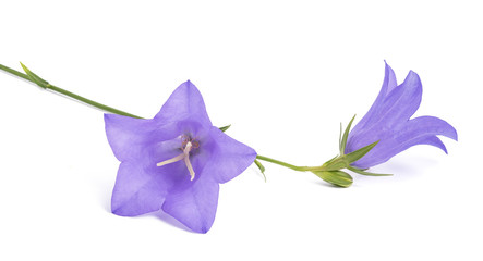 Fototapeta na wymiar Bellflowers ( Campanula rotundifolia )