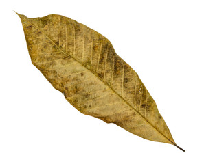 Brown dry leaf closeup with isolated background