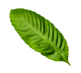 Closeup image of serrated leaf with isolated white background