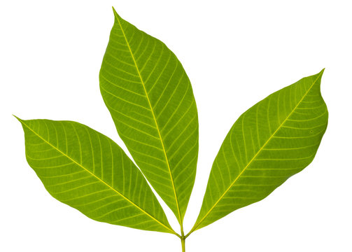 Closeup image of three leaves back side with isolated white back