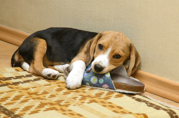 Beagle dog lying on the floor in the room with slippers