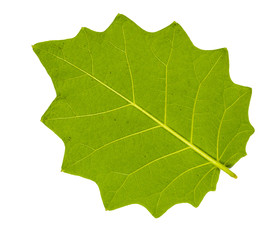 Serrated leaf back side closeup with isolated background
