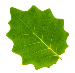 Serrated leaf closeup with isolated background