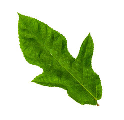 Serrated leaf closeup with isolated white background