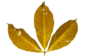 Three dry leaves closeup with isolated white background