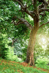 公園の木々, エコロジー