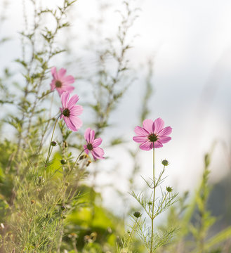 Fototapeta pink daisies meadow