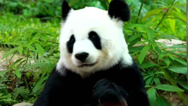 panda in chiangmai Thailand