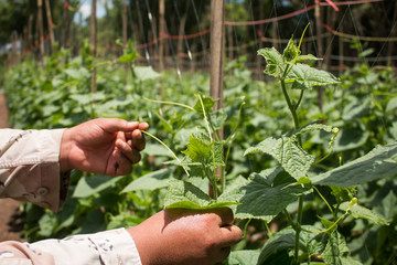 Planting cucumbers in a farm. Farming and garden