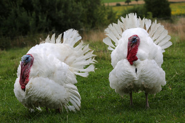 Zwei weiße freilaufende Truthähne in der Balz