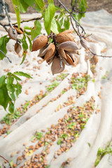 Closeup view of some almonds on a tree during harvest time in Noto, Sicily