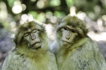 Macaque