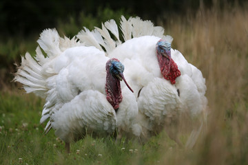 Zwei wei&szlig;e freilaufende Truth&auml;hne in der Balz