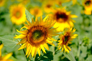 Field of ripe blooming sunflowers in Provence