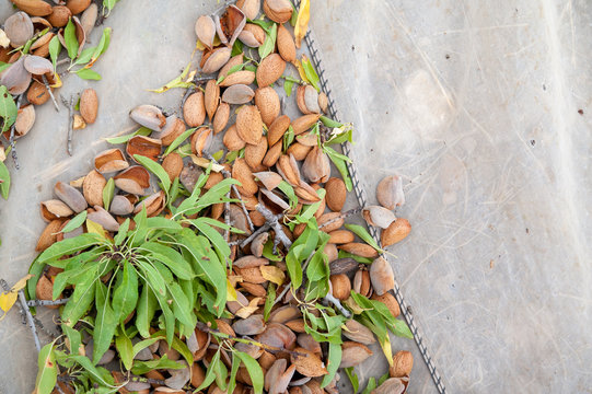 Just picked almonds on a net during harvest season in Noto, Sicily