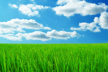 Fototapeta premium green grass and blue sky fresh nature background