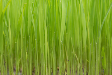 Fototapeta na wymiar Rice seedlings,The beginning of a rice plant or Rice plant.
