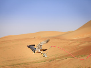 Naklejka premium Peregrine Falcon training