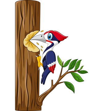 Woodpecker Cartoon Images – Browse 4,381 Stock Photos, Vectors, and Video |  Adobe Stock