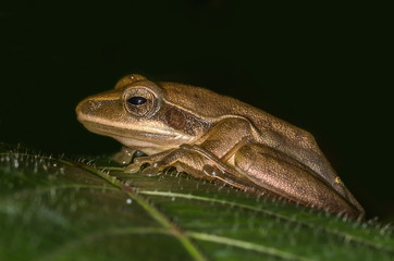 Obraz premium Indian Tree Frog