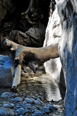 Baumstamm in ausgewaschenen Bachbett