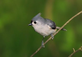 Fototapeta premium Tufted Titmouse