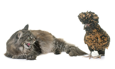 tabby maine coon and chicken