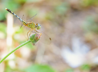 dragonfly