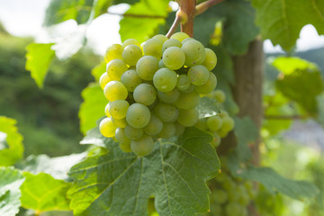 Weinlese - Trauben und Rebstock