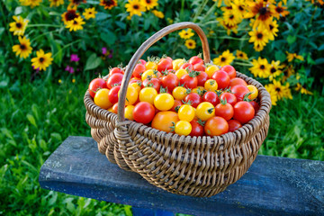 Tomatoes in a wooden basket in a garden.