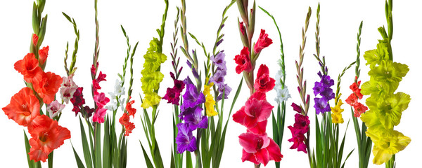 white background with colorful gladiola flowers