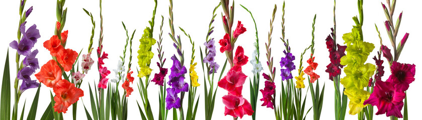 white background with colorful gladiola flowers