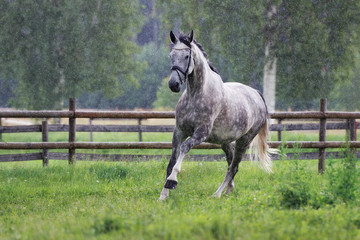 grey horse running in the rain
