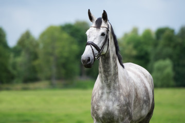 Obraz premium beautiful grey horse portrait