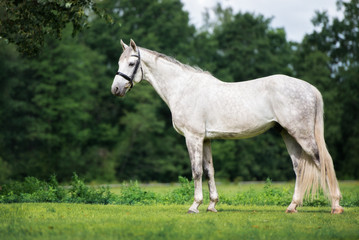 Obraz na płótnie Canvas white horse standing on a field in summer